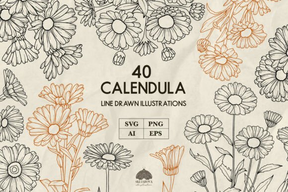 Calendula Flower Line Art: Graphics for Creative Design